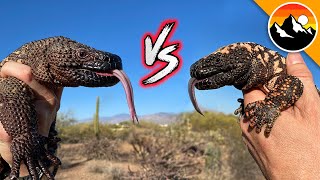 Beaded Lizard vs Gila Monster [upl. by Adnilemre]