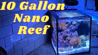 Nano Reef Update Innovative marine 10 gallon [upl. by Oirram]