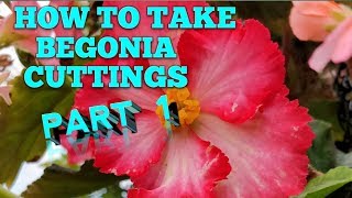 How to take begonia cuttings [upl. by Peedus248]