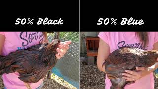 Color Genetics Breeding Wyandotte Chickens [upl. by Llennehc947]