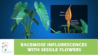 RACEMOSE INFLORESCENCES WITH SESSILE FLOWERS [upl. by Adnahsal849]