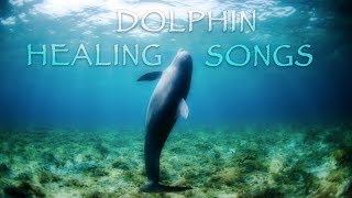 Relaxing Whales amp Dolphins Underwater  10 Hours of Submerged Calm Background Ambience Sleep Study [upl. by Nerraj514]