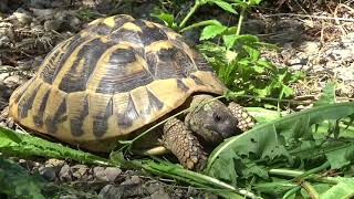 Europäische Landschildkröten Ein schöner Tag [upl. by Aoh701]