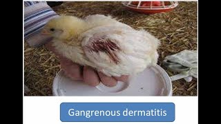 Gangrenous Dermatitis in Poultry [upl. by Aerised]