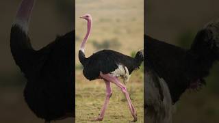 Ostriches  ostrich dance  Ostrich Riding  This is how to get ostrich egg  Ostrich laying an egg [upl. by Domonic]