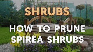 How to Prune Spirea Shrubs [upl. by Campney83]