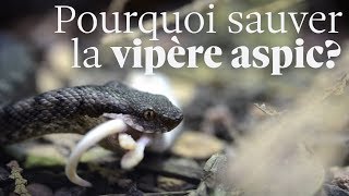 Tout ce que vous devez savoir sur la vipère aspic [upl. by Ayn]