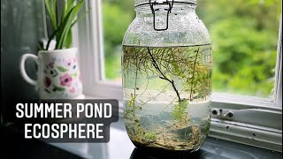 Summer Pond DIY Ecosphere  How To Make An Ecosphere or Jarrarium  Self Sustaining Ecosystem [upl. by Aid]