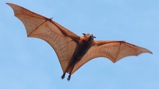 Are Bats Flying Primates [upl. by Mayce]