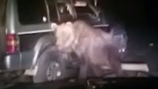 Bear Goes on Rampage After Being Run Over [upl. by Annasoh618]