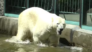 Polar Bear  Zoo Prague [upl. by Rehoptsirhc]