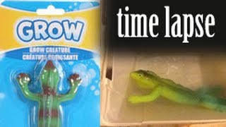 GROW Lizard  Time Lapse [upl. by Esilenna494]