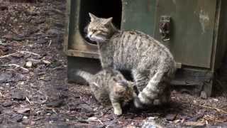 Scottish Wildcat Kittens at the Highland Wildlife Park September 2013  02 [upl. by Henke]