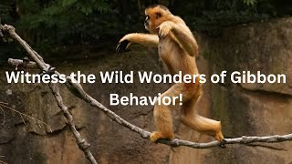 Witness the Wild Wonders of Gibbon Behavior [upl. by Anyahs533]