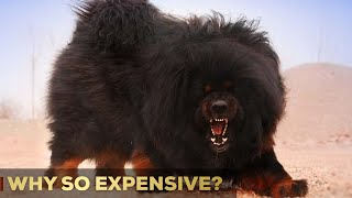 Why Are Tibetan Mastiffs So Expensive  5 Reasons  So Expensive [upl. by Ostler]