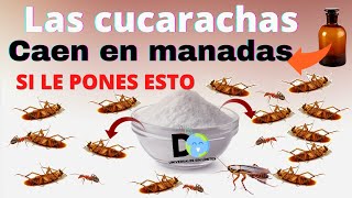 Pon Esto en Tu casa 1 hora después NO verás mas Cucarachas  Insecticida casero [upl. by Brannon]