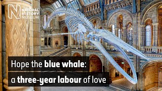 The blue whale a threeyear labour of love  Natural History Museum [upl. by Leola361]