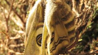 Emperor Moth Saturnia pavonia female emerging from cocoon [upl. by Ycniuq73]