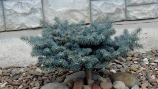 Picea pungens Glauca Globosa [upl. by Laforge]