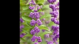 How to trim beautyberry Pruning a purple beautyberry bush [upl. by Aiykan]