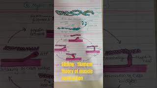 Sliding  filament theory of muscle contraction  muscle contraction actinmyosin scienceclass11 [upl. by Yojenitsirk352]