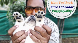 How to Check Pure Labrador Puppy  Lab pure hai ya Mix kaise pata lagaye [upl. by Francklyn]