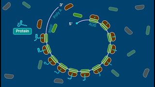 Polyribosome [upl. by Hy]