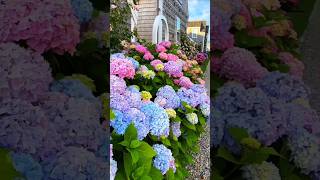 Beautiful hydrangea flowerhydrangeaflowerenglandhydrangeaгортензияflowergardenshortsviews [upl. by Cordi233]