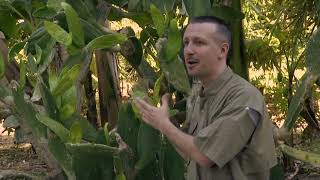 Perennial Vegetables Workshop ECHO  Eric Toensmeier [upl. by Minetta]