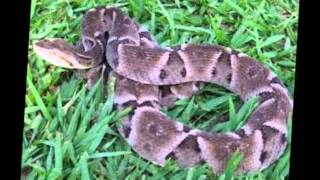 La quotYopequotBothrops moojeni serpientes venenosas de Bolivia [upl. by Ahmar]