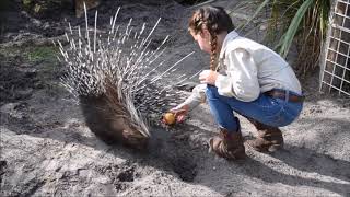 African Porcupine Enrichment [upl. by Assilaj558]