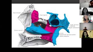 Palatino Lagrimal concha nasal vomer y cigomático [upl. by Mraz]