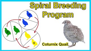 Spiral Breeding Program for Coturnix Quail [upl. by Wing452]