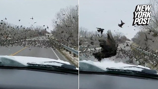 What the flock Driver plows through birds on the road [upl. by Enitsirt206]