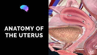 Anatomy of the Uterus  Ovaries  3D Anatomy Tutorial  UKMLA  CPSA [upl. by Folly]