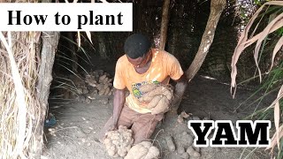 How to plant yam tuber step by step instructions [upl. by Buyers]