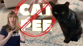 How To 🧼 Clean 🐈 Cat Pee On Carpet [upl. by Ennaecarg]