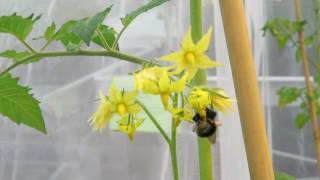 A bumblebee buzzpollinates a tomato flower [upl. by Theresita]