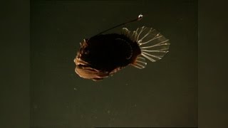 The Female Angler Fishs Strangest Appendage The Male Angler Fish [upl. by Belda]