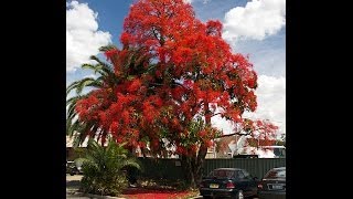 Plant ID Illawarra Flame Tree Brachychiton acerifolius [upl. by Efi]