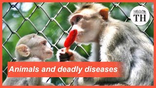 All about Zoonotic Diseases [upl. by Jobye]