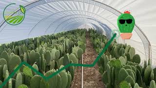 PRODUCCIÓN DE NOPAL  NOPAL VERDURA  NOPALITOS FRESCOS [upl. by Nanyk]