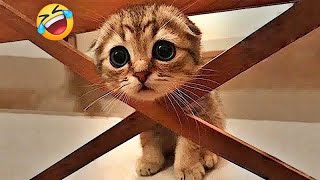 You Laugh You Lose😻🐶👋Funniest Dogs and Cats 2024🤣👋 [upl. by Rana420]