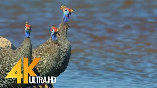 4K Amazing African Birds  African Wildlife Video with Birds Sounds  2 HRS [upl. by Corene476]