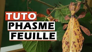 TUTO PHASME FEUILLE  Phasme Feuille Elevage  EUBLEPHARIS [upl. by Frank749]