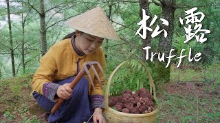 Truffle—Yunnan’s quotPig Nose Fungusquot the quotKing of Delicaciesquot in the World【滇西小哥】 [upl. by Aisha]