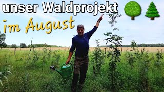 Unser Waldprojekt im August 🌞🌲🌳 Wie sieht es aus 🦌 Wildzaunkontrolle forstwirtschaft wald bäume [upl. by Cristen]