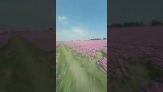 Soaring Over Blooms A FPV Drone Journey Through a Sea of Flowers ft Terryfpv [upl. by Ayamahs]