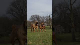 2 Big Boerboels Together mastiff boerboel dogbreed bestboerboelpuppies [upl. by Piderit387]