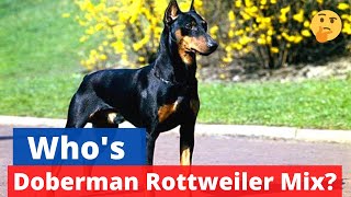 Rottweiler Doberman Mix What do you need to know about this mixbreed [upl. by Sidky400]